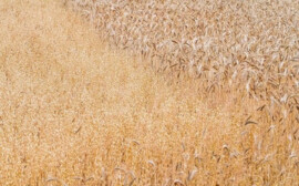 Экономист Остапкович оценил влияние неурожая зерновых на бюджет РФ