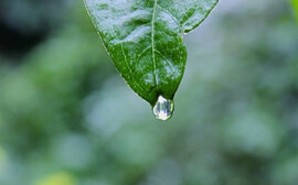 В Новосибирской области дожди замедлили уборку урожая