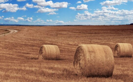 В Новосибирской области аграрии перевыполнили план по заготовке сенажа