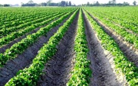 В Новосибирске китайские инвестиции будут вложены в производство картофеля