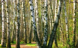 В Новосибирске на сцену в Березовой роще потратят 2,3 млн рублей