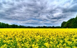 В Новосибирской области 8,4 тыс. га засеют рапсом