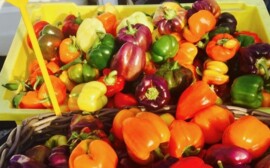 В Новосибирской области проходят осенние ярмарки