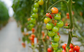 В Новосибирской области в производство овощей инвестировали 1,2 млрд рублей