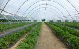 Под Новосибирском открылся крупный тепличный комплекс