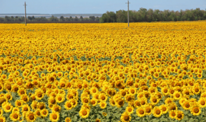 Переходящие остатки масличных вернутся к оптимальным показателям в 1,5 млн т