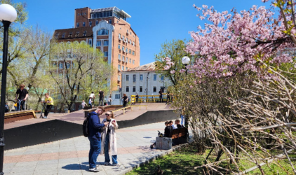 В начале апреля аллергики Новосибирска чаще следили за концентрацией пыльцы в воздухе