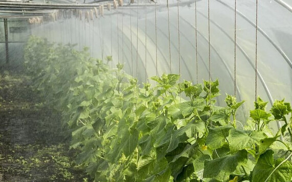 Новосибирский стартап инвестировал в масштабирование 4 млн долларов