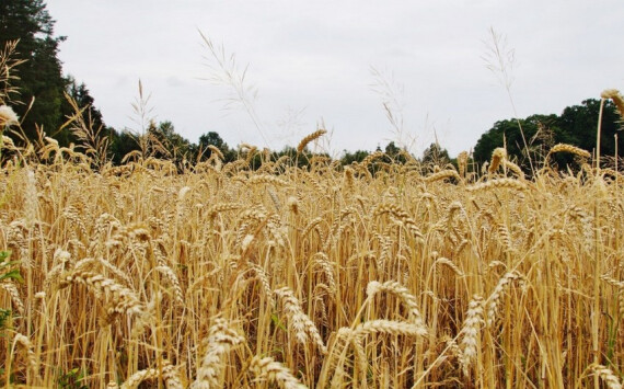 Путин поручил в 1,5 раза нарастить экспорт аграрной продукции