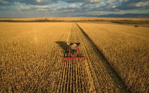 В Новосибирской области фермеры получат дополнительные субсидии