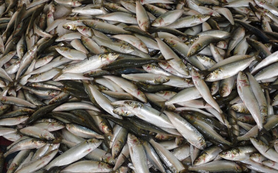 Генпрокуратура выявила ряд нарушений в работе Росрыболовства