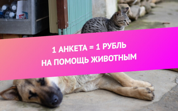 Красота спасет животных 