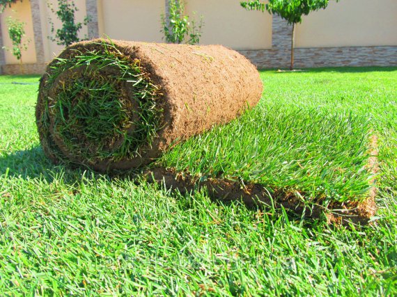 «Горгазон» предлагает рулонный газон под ключ