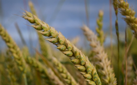 В Новосибирской области рассчитывают на хороший урожай зерна