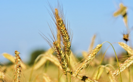 Учёные из Новосибирска разрабатывают пшеницу с высоким содержанием цинка
