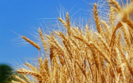 Учёные из Новосибирской области вывели гибрид ржи и пшеницы, устойчивый к многолетнему воспроизводству
