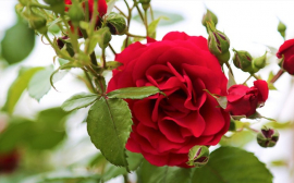 В Новосибирской области производство роз вырастет до 7 млн бутонов