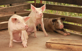 «Сибагро» в Колывани запускает передовой свинокомплекс без запаха