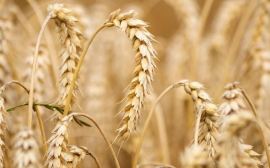 Россия хочет перейти на рублевые расчеты за экспортируемое зерно