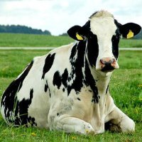 В Новосибирск привезли стадо коров из Венгрии