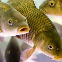 В регионе увеличиваются объемы производства рыбы