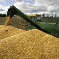 Эксперты рассказали об итогах зернового сезона
