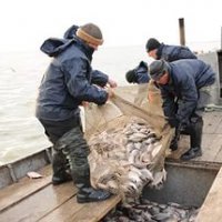 В НСО рыбной отрасли передадут 20 млн. рублей
