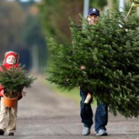 В мэрии Новосибирска рассказали о ценах и местах продажи новогодних елок