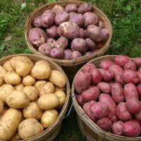 В Новосибирске начнут выращивать семена картофеля элитных сортов