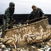 Потребление рыбы в России снизилось на 10% из-за высоких цен&#8205;