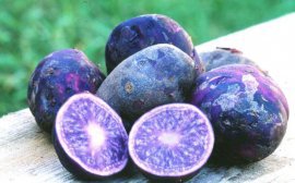 В Новосибирске начали продавать фиолетовый картофель