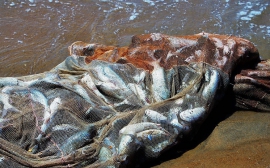 Добыча рыбы в Новосибирской области увеличится на 20%