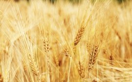 Новосибирская область экспортирует 290 тыс. тонн пшеницы‍