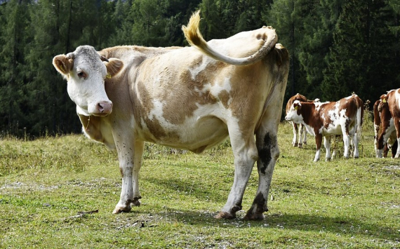 В Новосибирской области начинают развивать мясное скотоводство