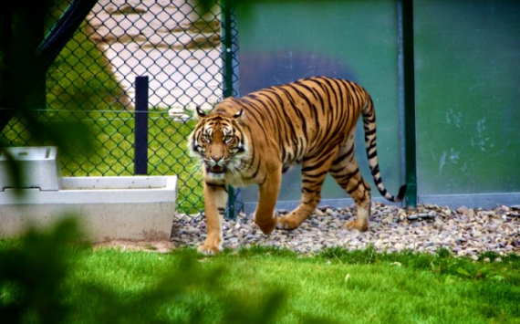 В Новосибирске на поддержку зоопарка направят 27,5 млн рублей