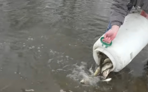 В водоёмы Новосибирской области выпущена молодь промысловых рыб