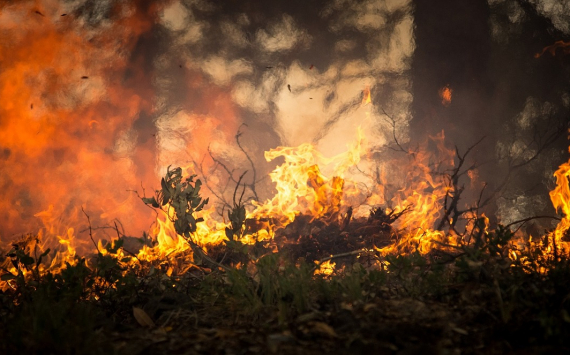 В Новосибирской области в 2020 году количество лесных пожаров сократилось на 17%