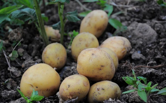 В Новосибирской области в склад для хранения картофеля вложили 30 млн долларов