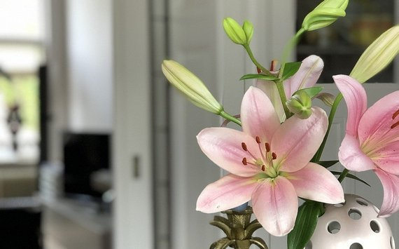 Преимущества держать цветы на работе, в офисе или дома