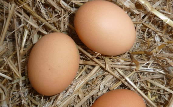 Травников связал рост цен на яйца с желанием новосибирских производителей заработать