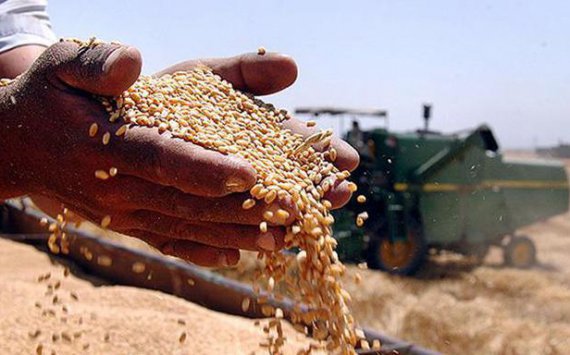 На совещании в Новосибирске обсудят продажу урожая зерна
