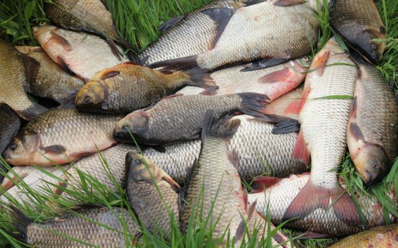Из водоемов Новосибирской области выловят около 7 тыс. тонн рыбы‍