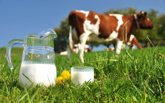 В Новосибирской области на молоко выделят 441 млн рублей