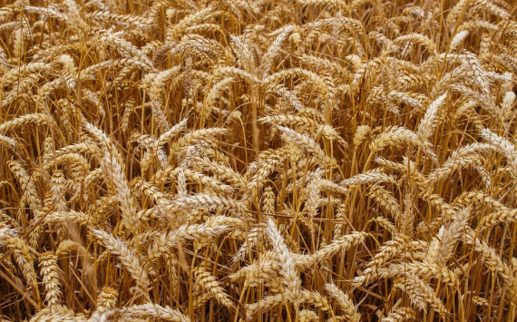 В Новосибирской области с полей убрано 96,6% зерновых
