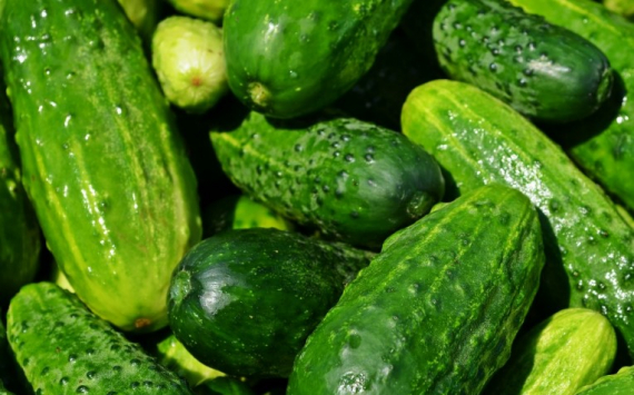 В Новосибирской области огурцы подорожали на 44%