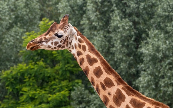 &#x041D;&#x043E;&#x0432;&#x043E;&#x0441;&#x0438;&#x0431;&#x0438;&#x0440;&#x0441;&#x043A;&#x043E;&#x043C;&#x0443;&#x20;&#x0437;&#x043E;&#x043E;&#x043F;&#x0430;&#x0440;&#x043A;&#x0443;&#x20;&#x0432;&#x044B;&#x0434;&#x0435;&#x043B;&#x0438;&#x043B;&#x0438;&#x20;&#x0435;&#x0449;&#x0435;&#x20;36,4&#x20;&#x043C;&#x043B;&#x043D;&#x20;&#x0440;&#x0443;&#x0431;&#x043B;&#x0435;&#x0439;