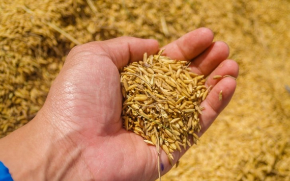 В Новосибирской области экспорт зерна вырос в 2,8 раза