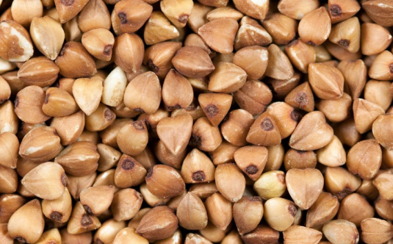 &#x0412;&#x20;&#x041D;&#x043E;&#x0432;&#x043E;&#x0441;&#x0438;&#x0431;&#x0438;&#x0440;&#x0441;&#x043A;&#x043E;&#x0439;&#x20;&#x043E;&#x0431;&#x043B;&#x0430;&#x0441;&#x0442;&#x0438;&#x20;&#x043F;&#x043E;&#x0434;&#x043E;&#x0440;&#x043E;&#x0436;&#x0430;&#x043B;&#x0438;&#x20;&#x0433;&#x0440;&#x0435;&#x0447;&#x043A;&#x0430;&#x20;&#x0438;&#x20;&#x0441;&#x0430;&#x0445;&#x0430;&#x0440;