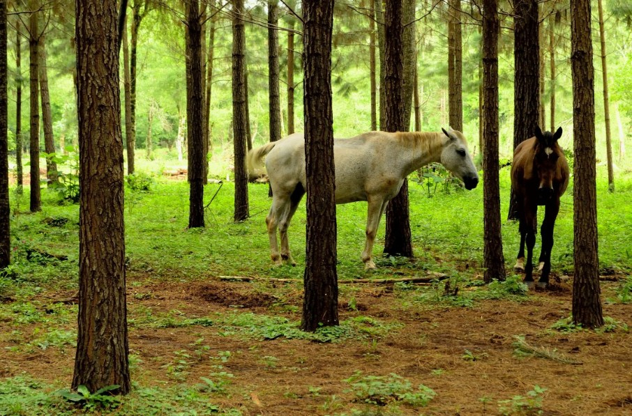 В Новосибирской области развивают агротуризм