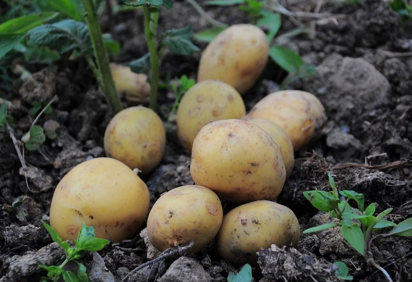 В Новосибирской области в склад для хранения картофеля вложили 30 млн долларов